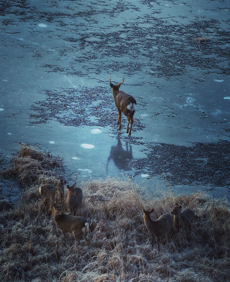 「国立公園部門」賞（釧路湿原国立公園）　打矢 晶一さんの作品「凍てつく釧路湿原の夜明け」