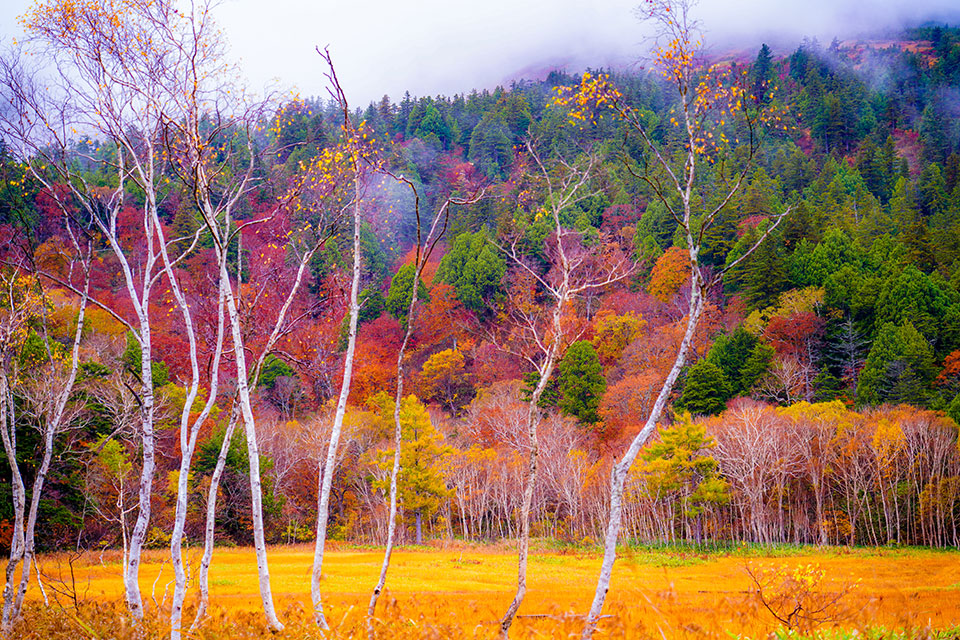 尾瀬国立公園　Naoさんの作品「秋雨に艶めいて」