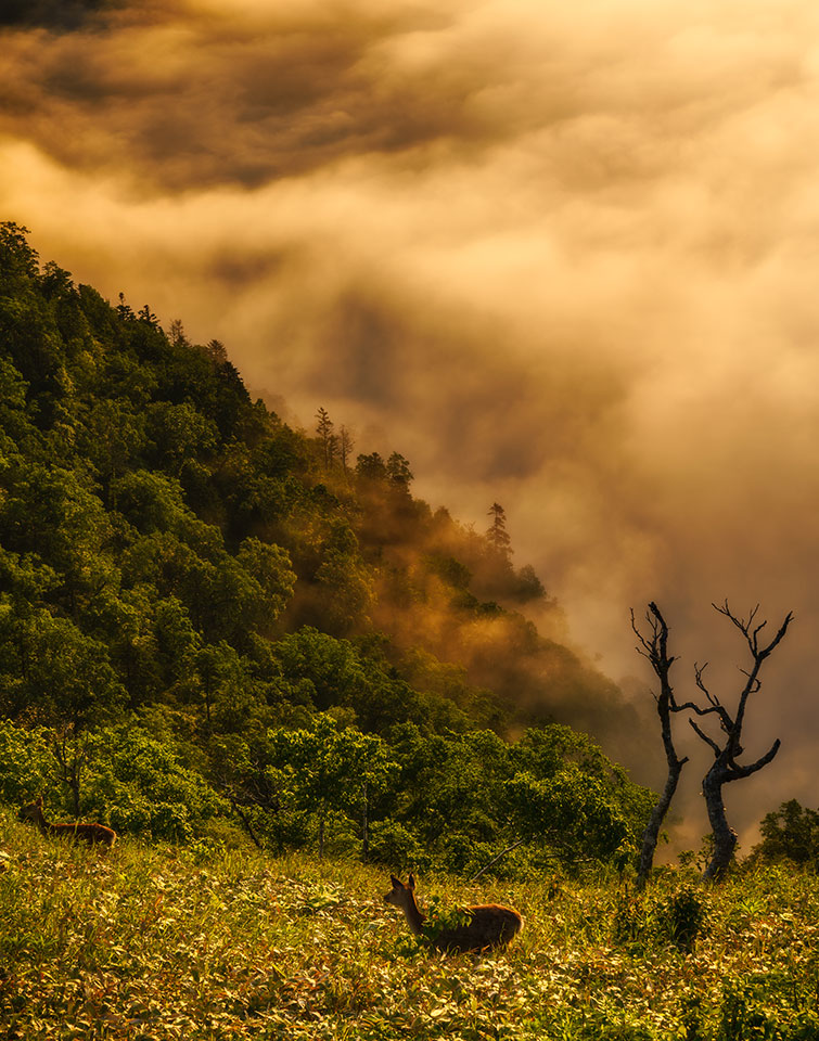 阿寒摩周国立公園 打矢 晶一さんの作品「日の出に現ると雲海そっちのけでその場に居た皆を夢中にさせた鹿」