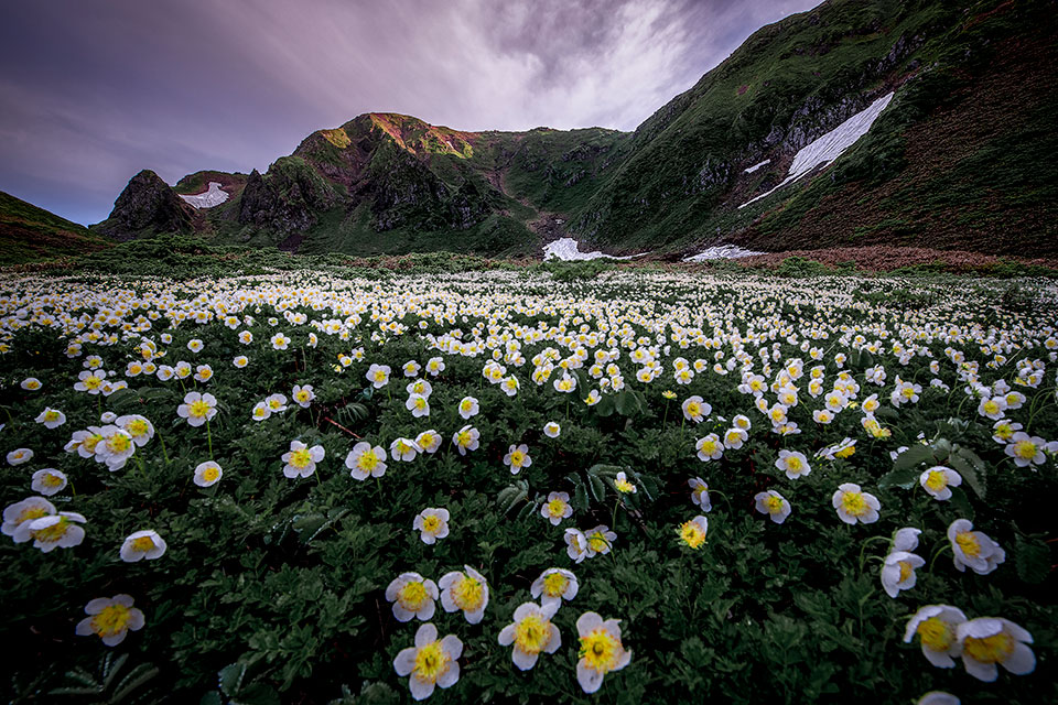十和田八幡平国立公園　本間昭文さんの作品「Mountain flowers」